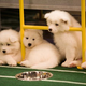 Image for article titled Gentlemen, Start Your Puppies